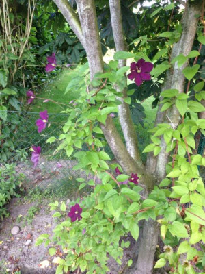 Clematis_etoileviolette.jpg