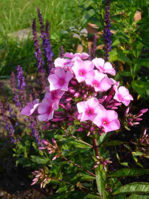 Phlox-unbekannt.13-1a.jpg