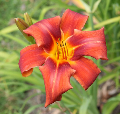 SmlRBTomatenrot_13.jpg