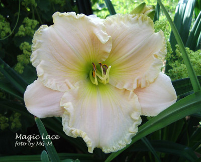 Imgp0972MagLace.jpg