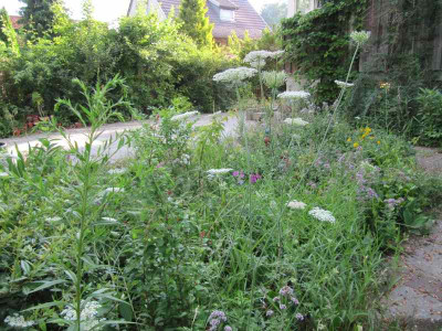 Wilder_Vorgarten_130715.jpg