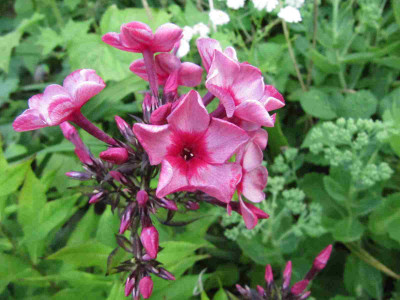 Phlox_Classic_Cassis_130715.jpg