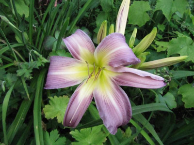 Blauer_Chiffonschal_130715.jpg
