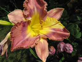 IMG_5253.JPG