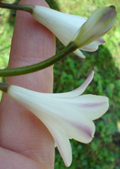 AgaDingens4_2013_klein.jpg