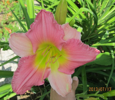 IMG_2910_small.JPG