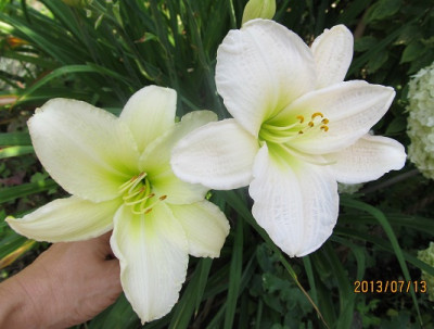 IMG_2895_small.JPG