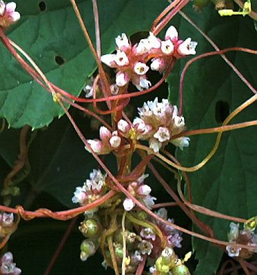 Hopfenseidchen.jpg