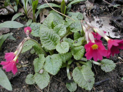 unbek._Primula.jpg