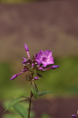 IMGP9185.jpg