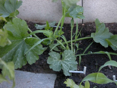DSCN4418.JPG