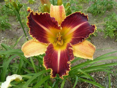 GT11-OP1d_Dragon_Fang__X_Venus_Fly_Trap_P10708171.jpg