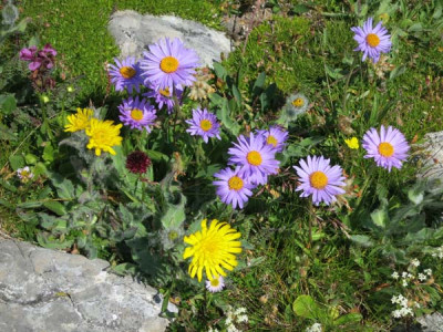 alpenblumen.jpg