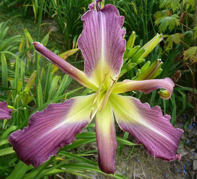 GT10-GA4b_Navajo_Grey_Hills_X_Heavenly_Angel_Ice_P10708511.jpg