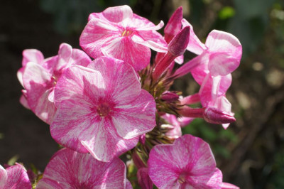 Phlox_VIII.jpg