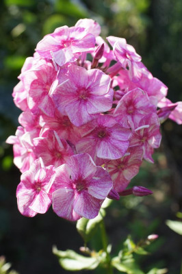 Phlox_VIII_2.0.jpg