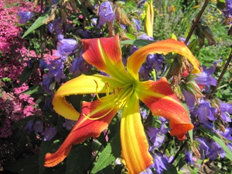 IMG_5Aztec_Firebird.JPG