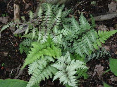 IMG_0801_eAthyrium_nipponicum_mix.JPG