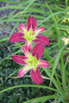 SmlbCornusVar_13.JPG