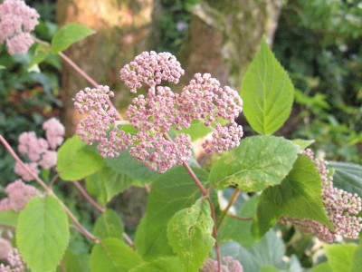 Pink_Pincushoin_pur.jpg