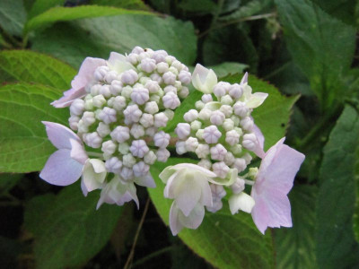 Hydrangea_Blue_Deckle_130717.jpg