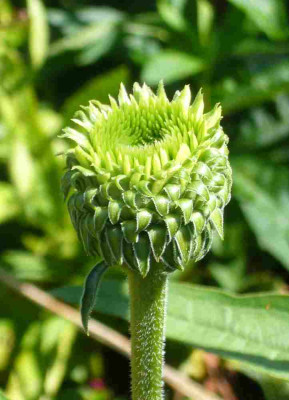 Echinacea-Knospe.jpg