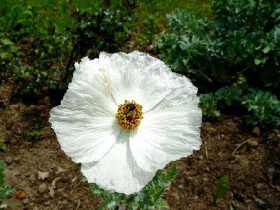 Mex._Stachelmohn.jpg
