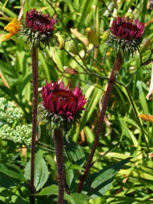 Echinacea-FatalAttraction-13-1a.jpg