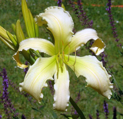 GT10-GA2a_Plemplem_X_Heavenly_Angel_Ice_P10708941.jpg