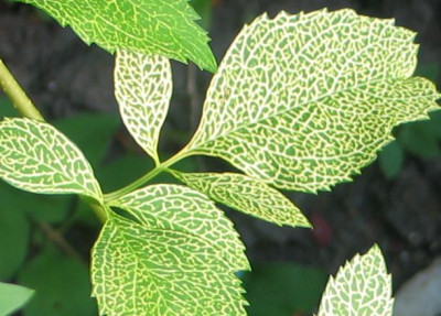 Forsythie-Detail.jpg