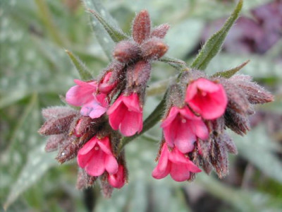 unbek._Pulmonaria.jpg