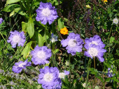 Scabiosa-Stafa-13-1a.jpg