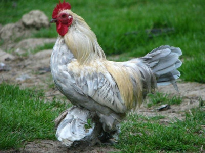 balduin2.jpg