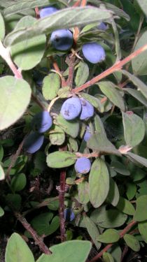 Lonicera_camtchatica_3.jpg