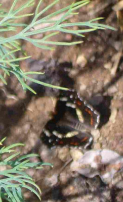 Schmetterling-unbekannt.jpg