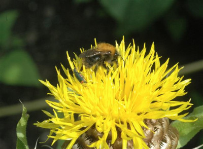 C7837a_Small.jpg