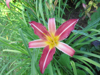 Kleine_rote_Hem_130719.jpg