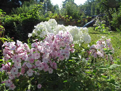 Perlmutt_und_weier_Phlox_130719.jpg