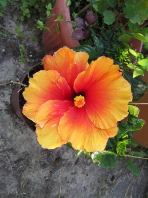 Hibiskus_gelborange_130719.jpg