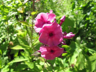 Phlox_wlecher__130721.jpg