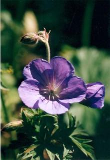 geranium_brookside.jpg