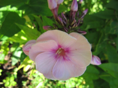 Phlox_Lichtblick_100721.jpg