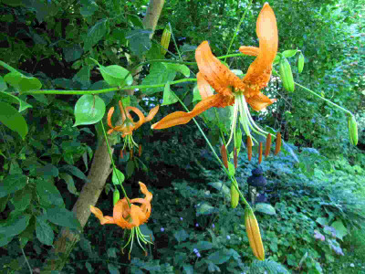 Lilium_henryi_130721.jpg