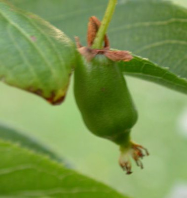 kiwi.jpg