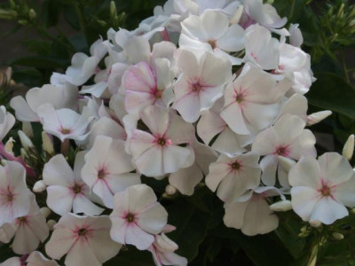 DSCF1128.JPG