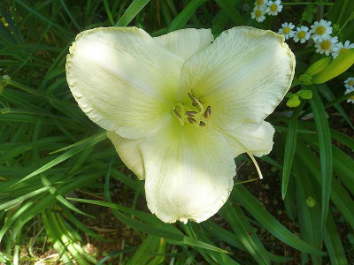 White_Pansy_P10800891.jpg
