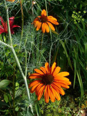 Echinacea-TikiTorch-13-1a.jpg