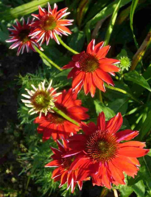 Echinacea-SombreroSalsaRed-13-1a.jpg