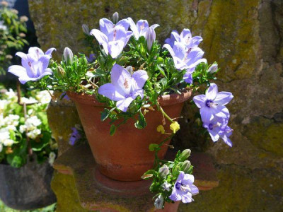 Campanula_fragilis_fars_2013.jpg