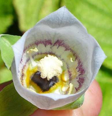Codonopsis_clematidea_knorbsii_fars_2013.jpg